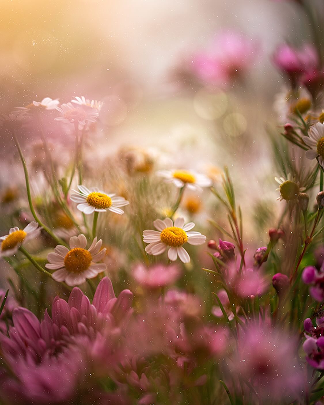 Lucy Ketchum's Captivating Florals (13)