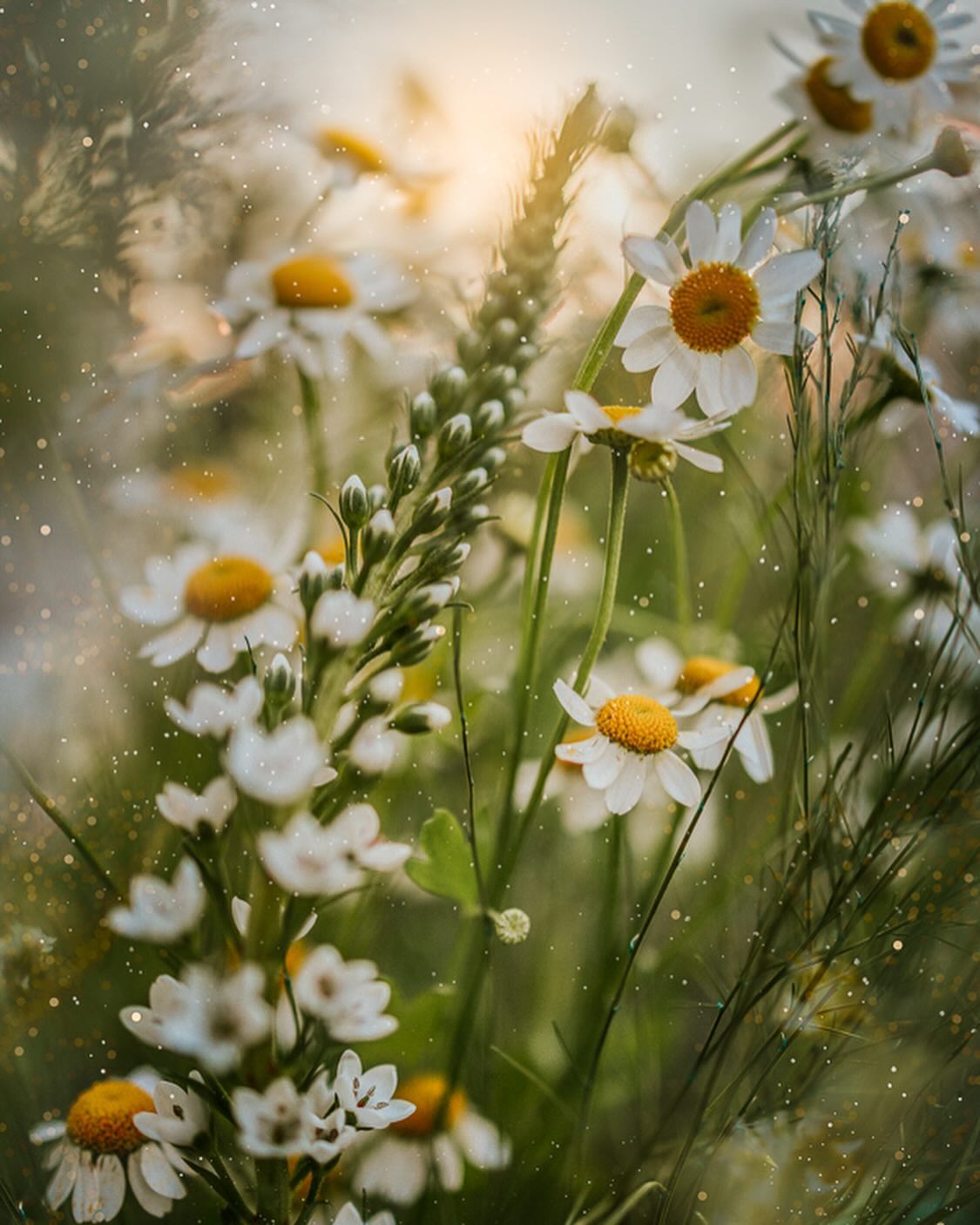 Lucy Ketchum's Captivating Florals (5)