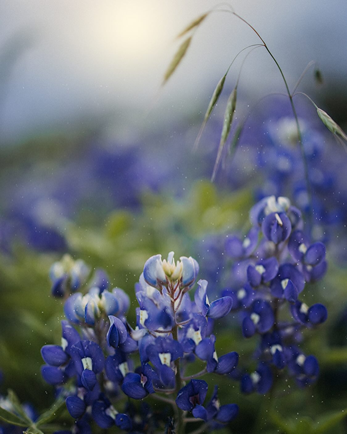 Lucy Ketchum's Captivating Florals (9)