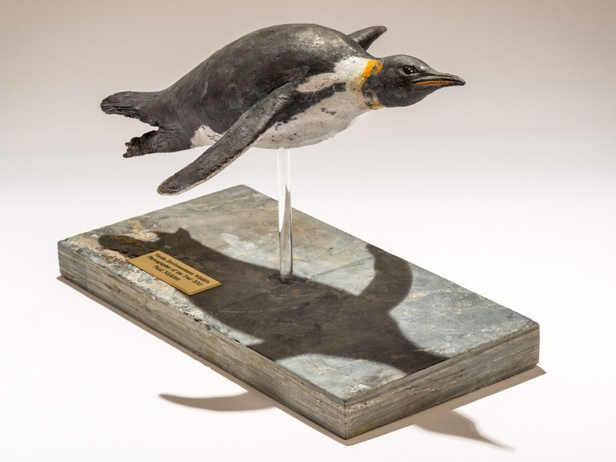 The Essence Of Wildlife, Nick Mackman’s Sculptural Symphony (4)