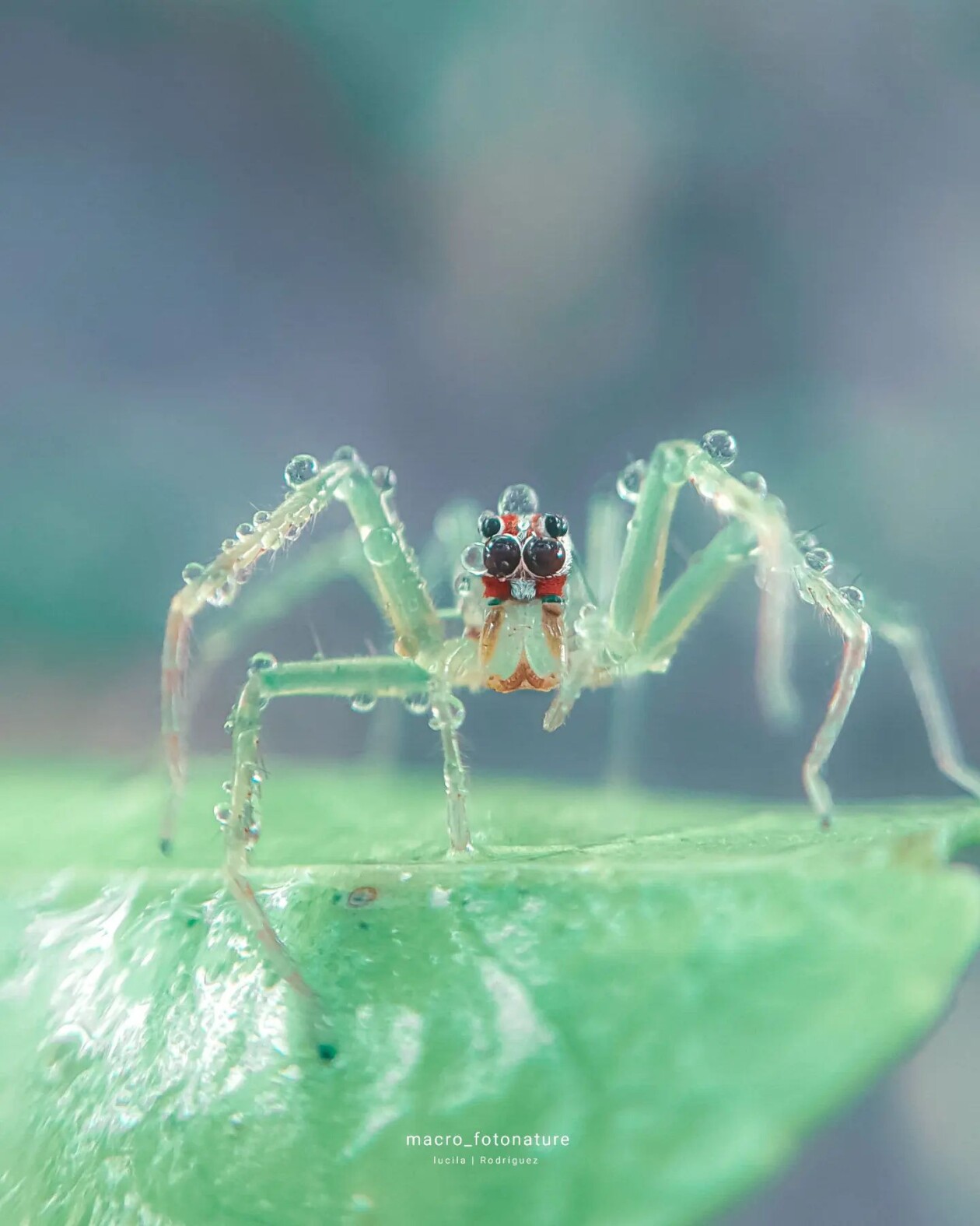 The Macro Magic Of Luci Rodriguez (1)