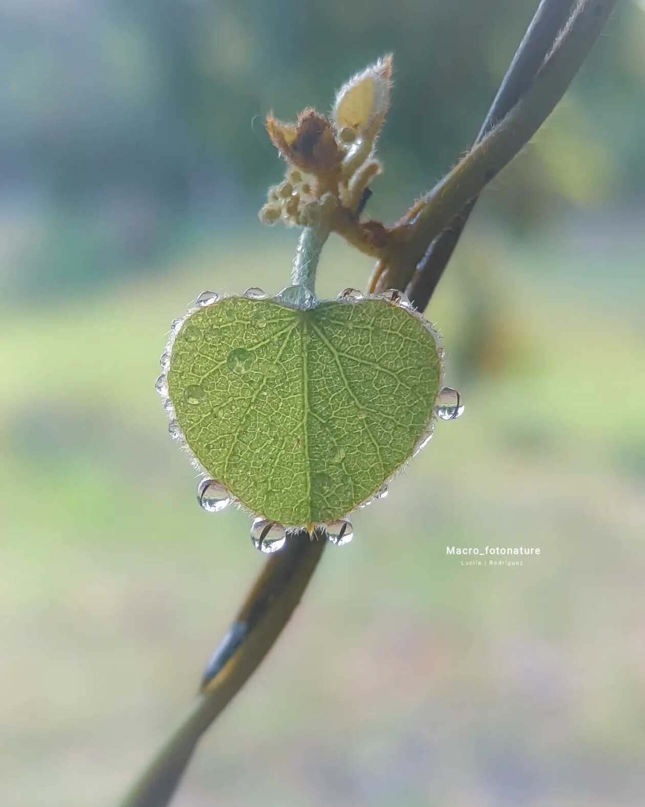 The Macro Magic Of Luci Rodriguez (10)