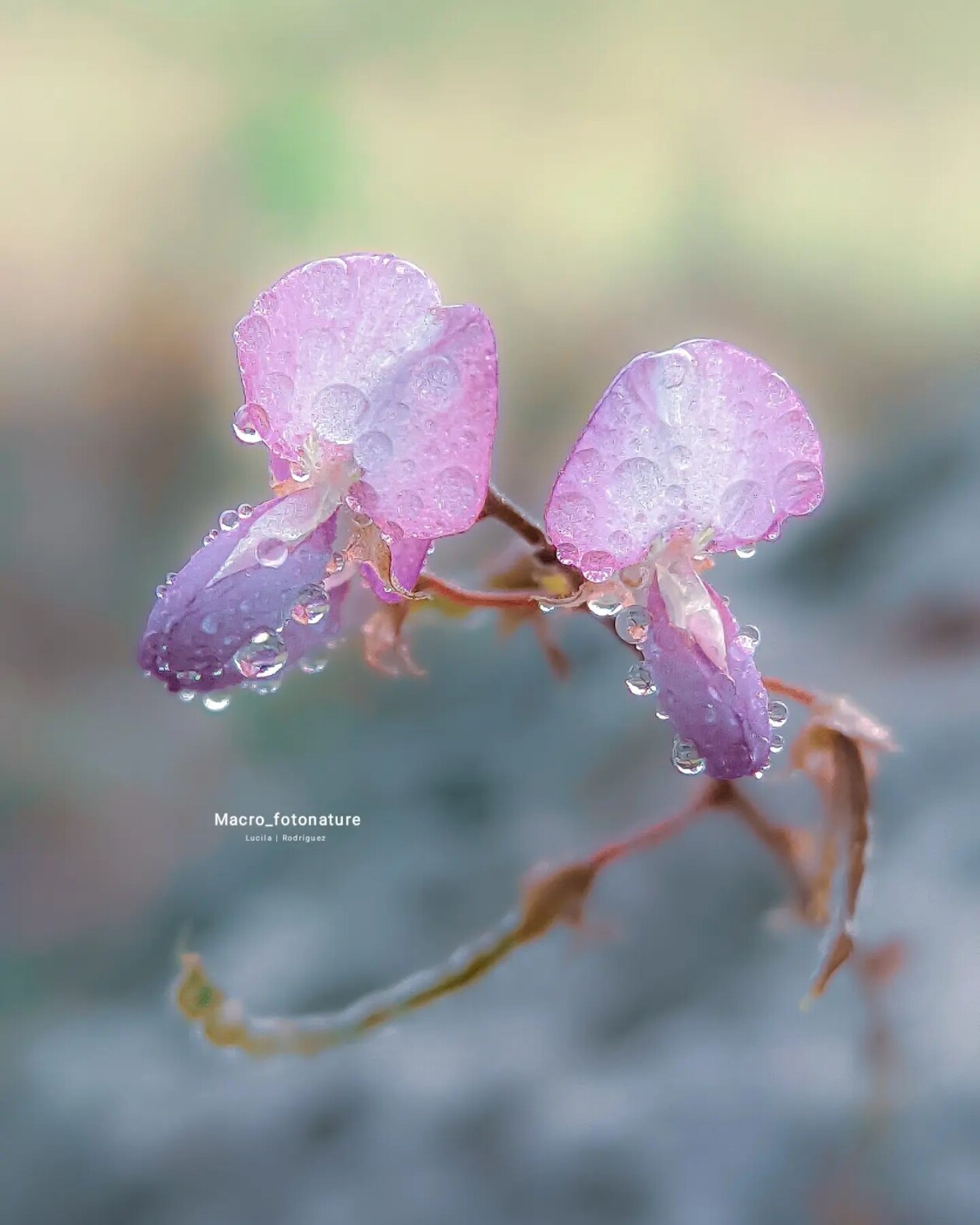 The Macro Magic Of Luci Rodriguez (11)