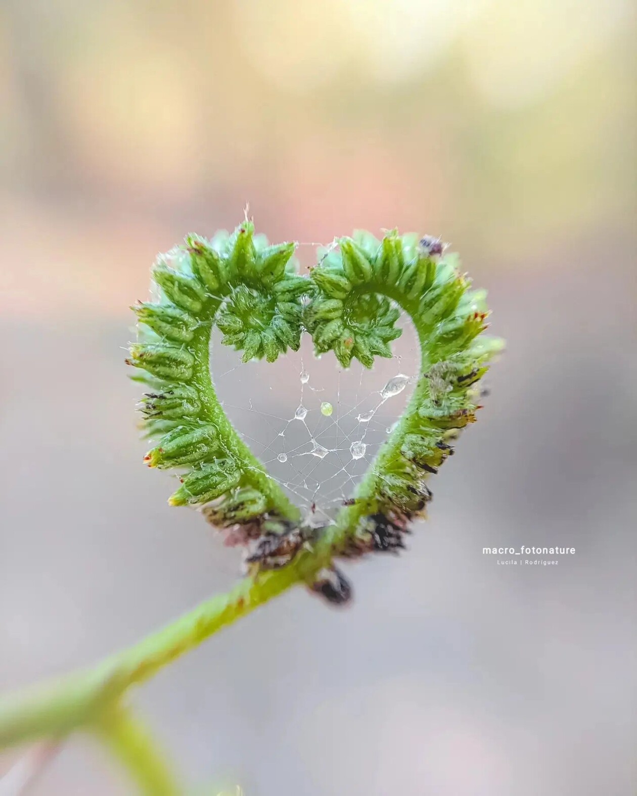 The Macro Magic Of Luci Rodriguez (13)