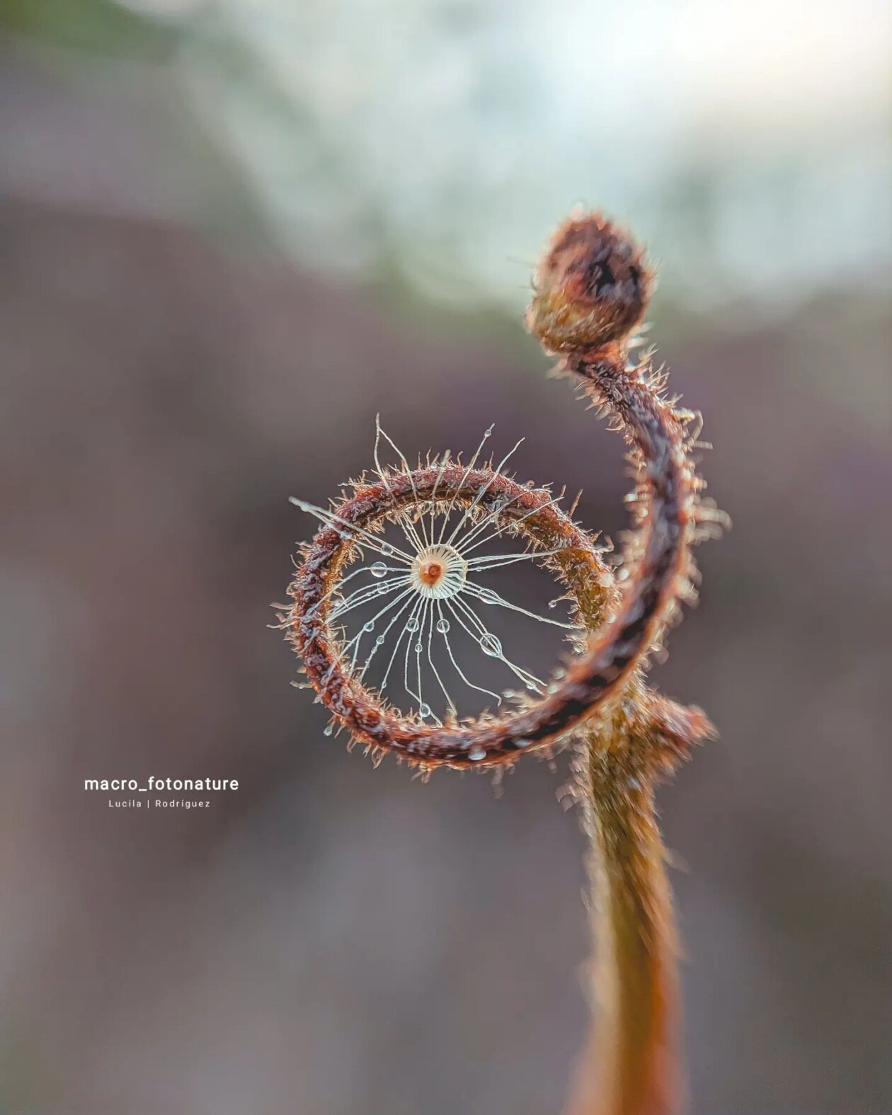 The Macro Magic Of Luci Rodriguez (14)