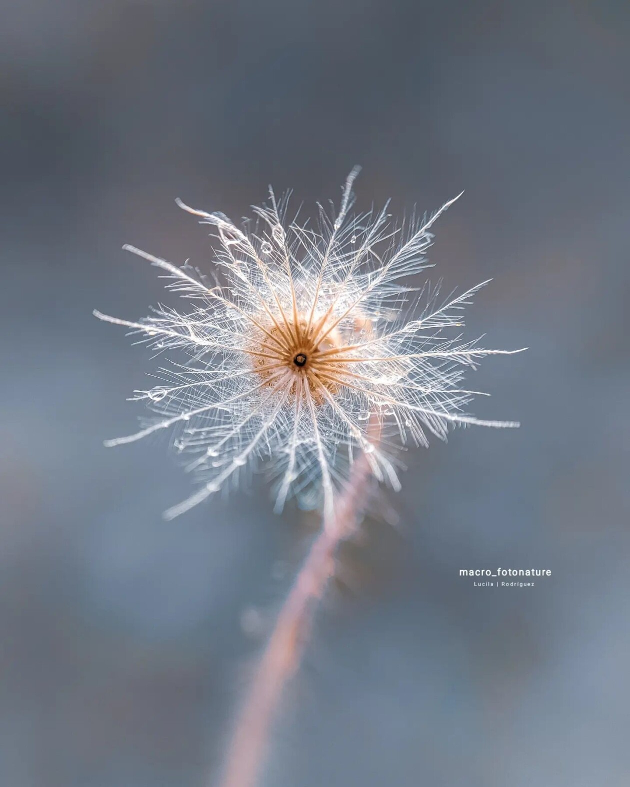 The Macro Magic Of Luci Rodriguez (15)