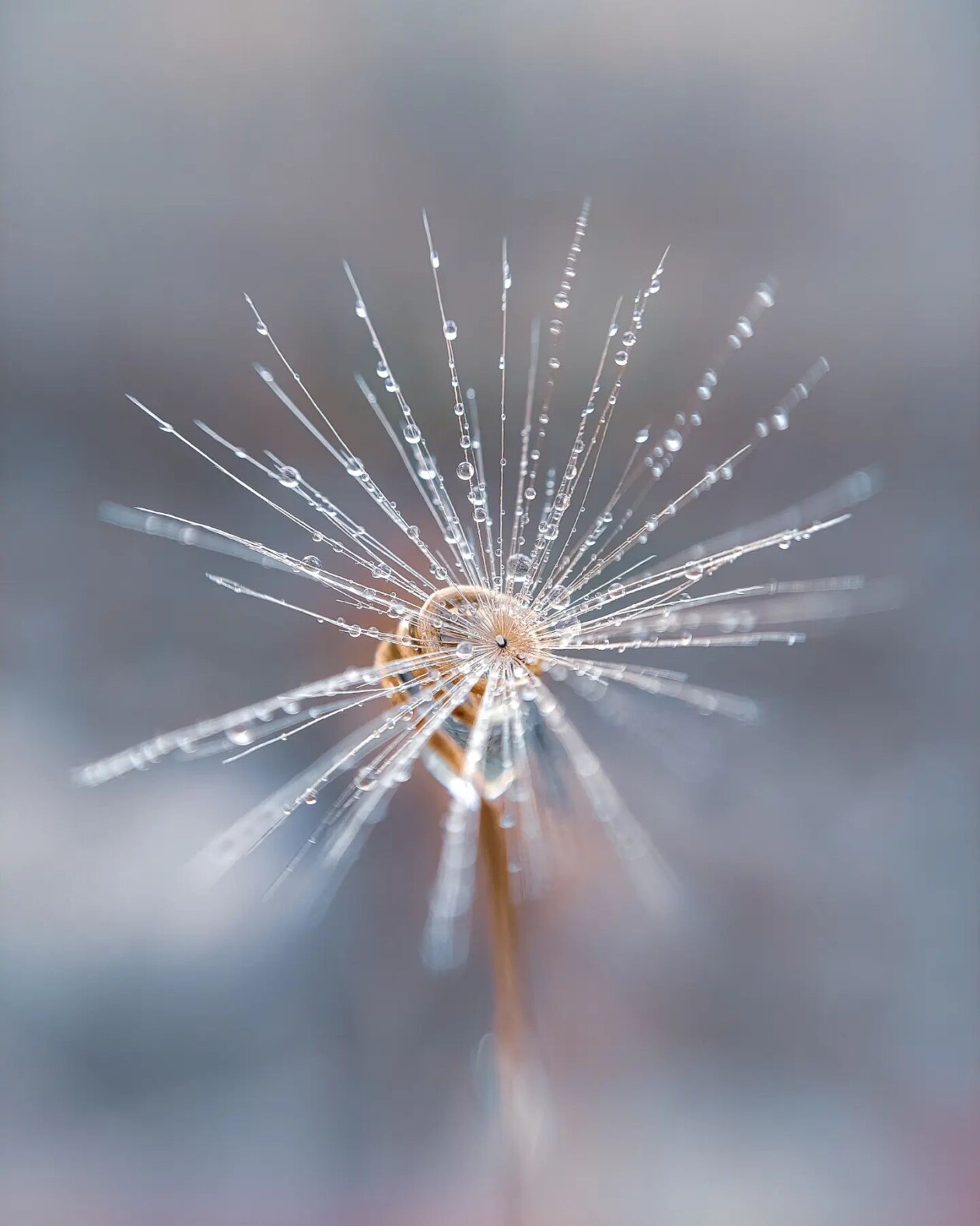 The Macro Magic Of Luci Rodriguez (16)