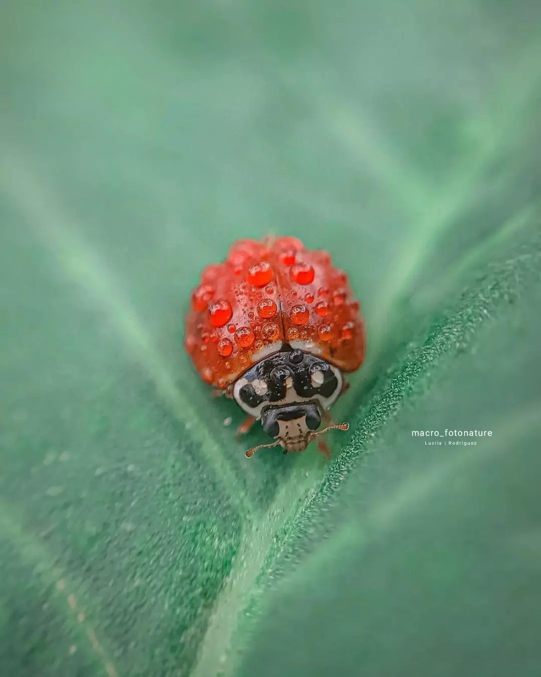 The Macro Magic Of Luci Rodriguez (19)