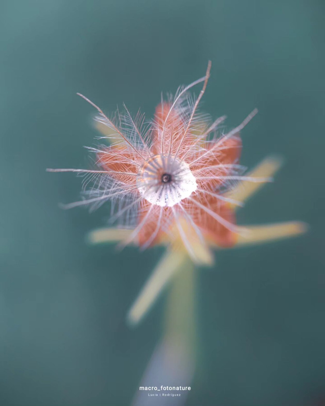 The Macro Magic Of Luci Rodriguez (2)