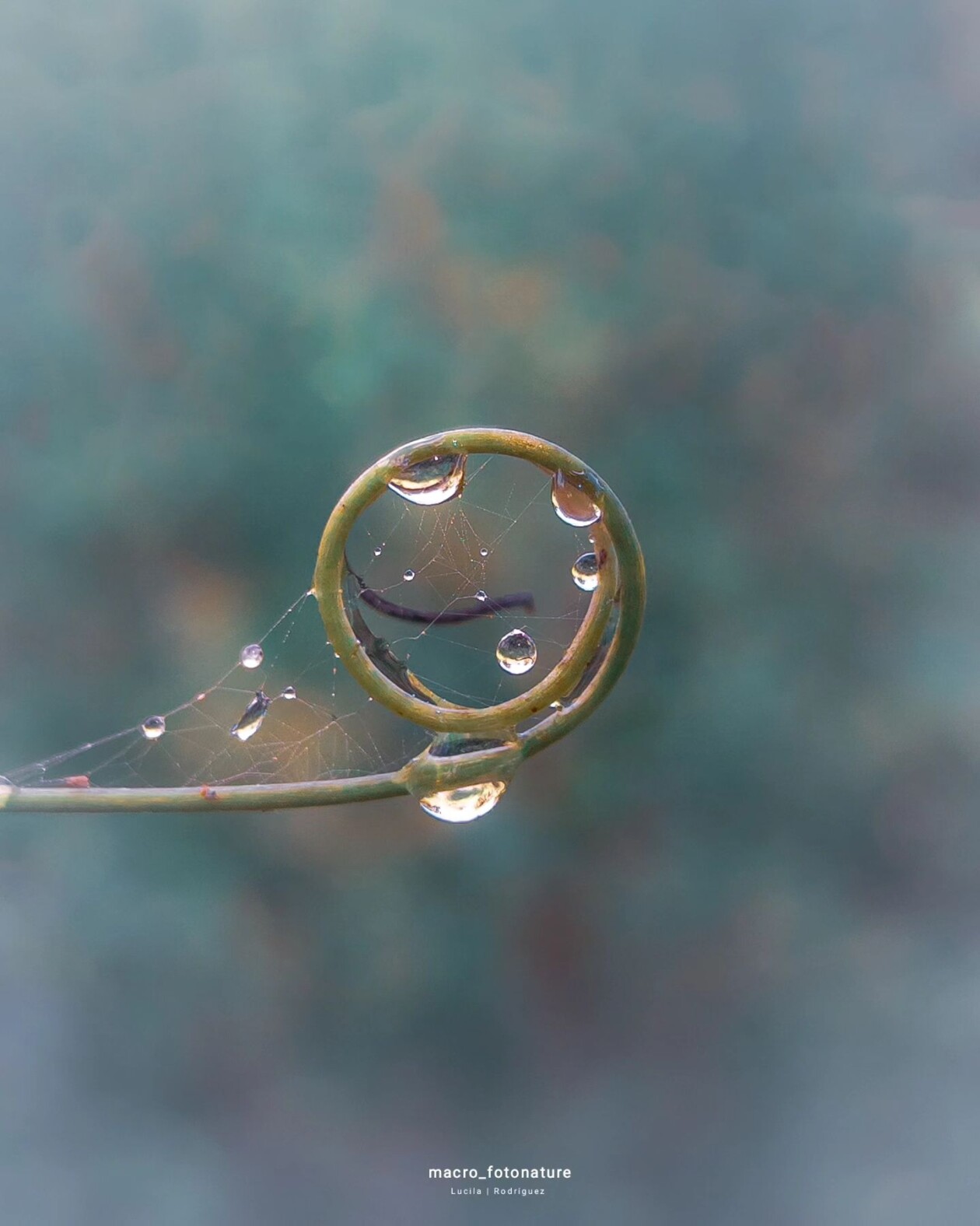 The Macro Magic Of Luci Rodriguez (3)