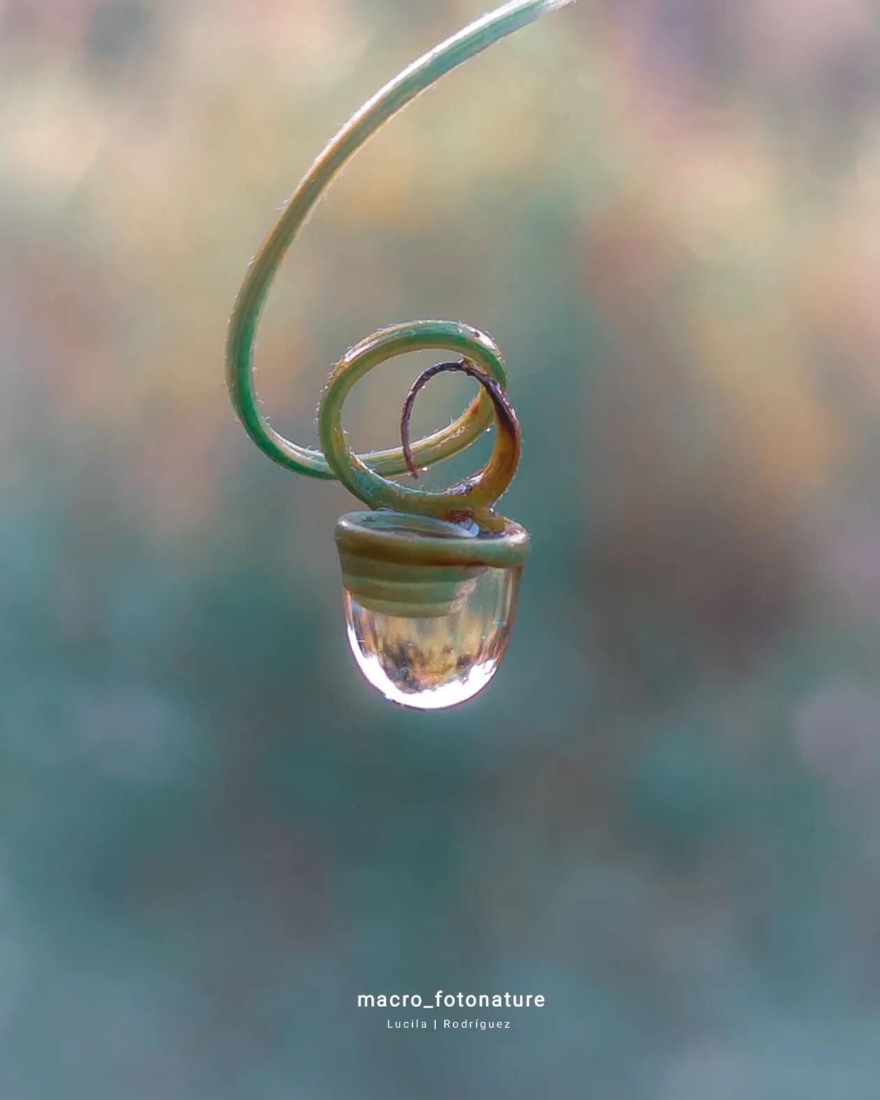 The Macro Magic Of Luci Rodriguez (4)