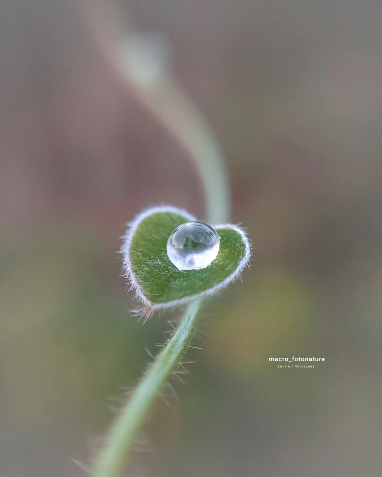 The Macro Magic Of Luci Rodriguez (5)