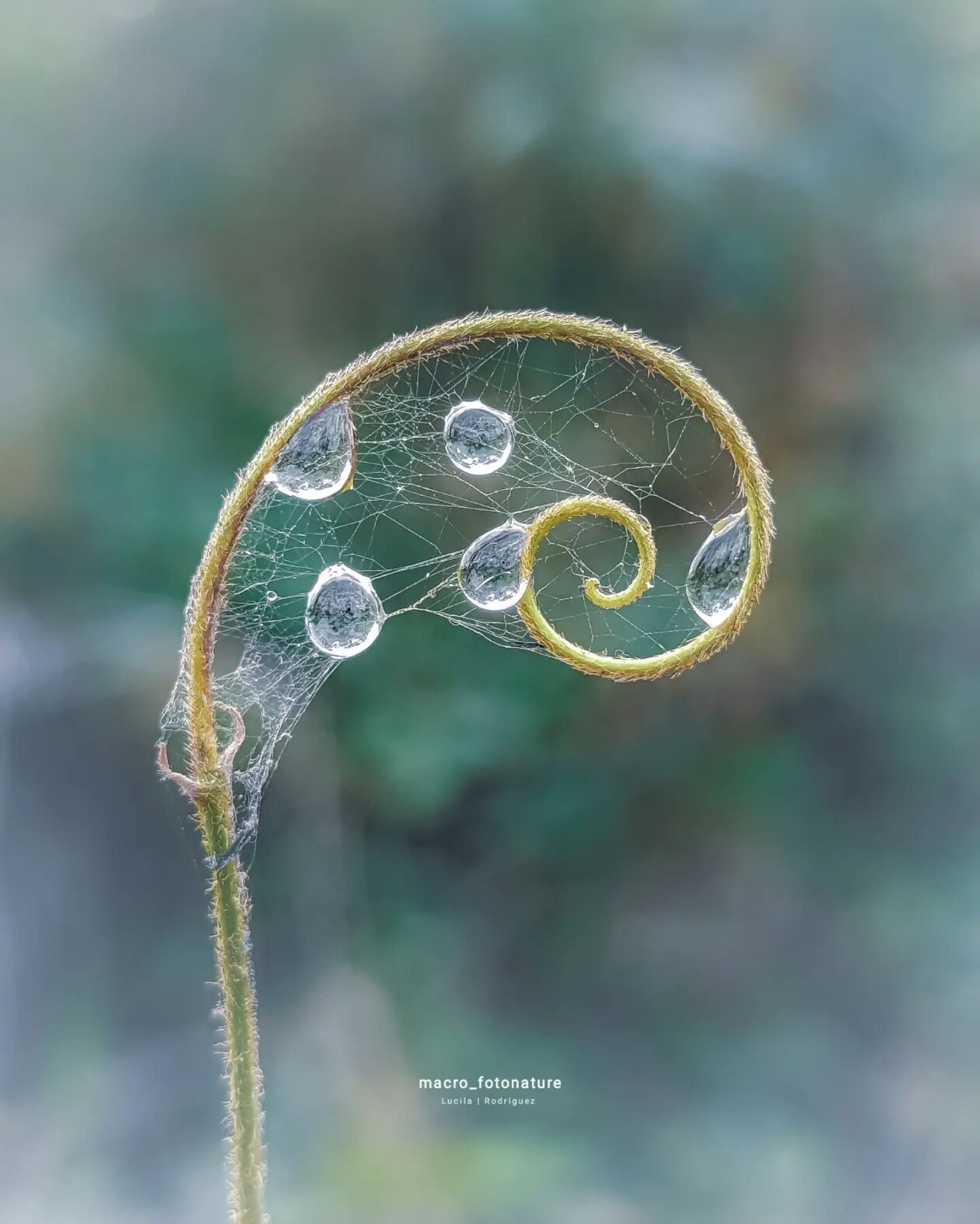 The Macro Magic Of Luci Rodriguez (6)