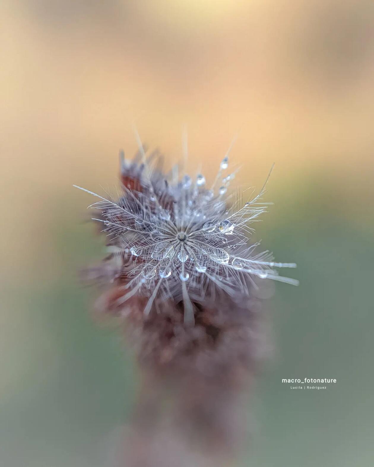 The Macro Magic Of Luci Rodriguez (8)