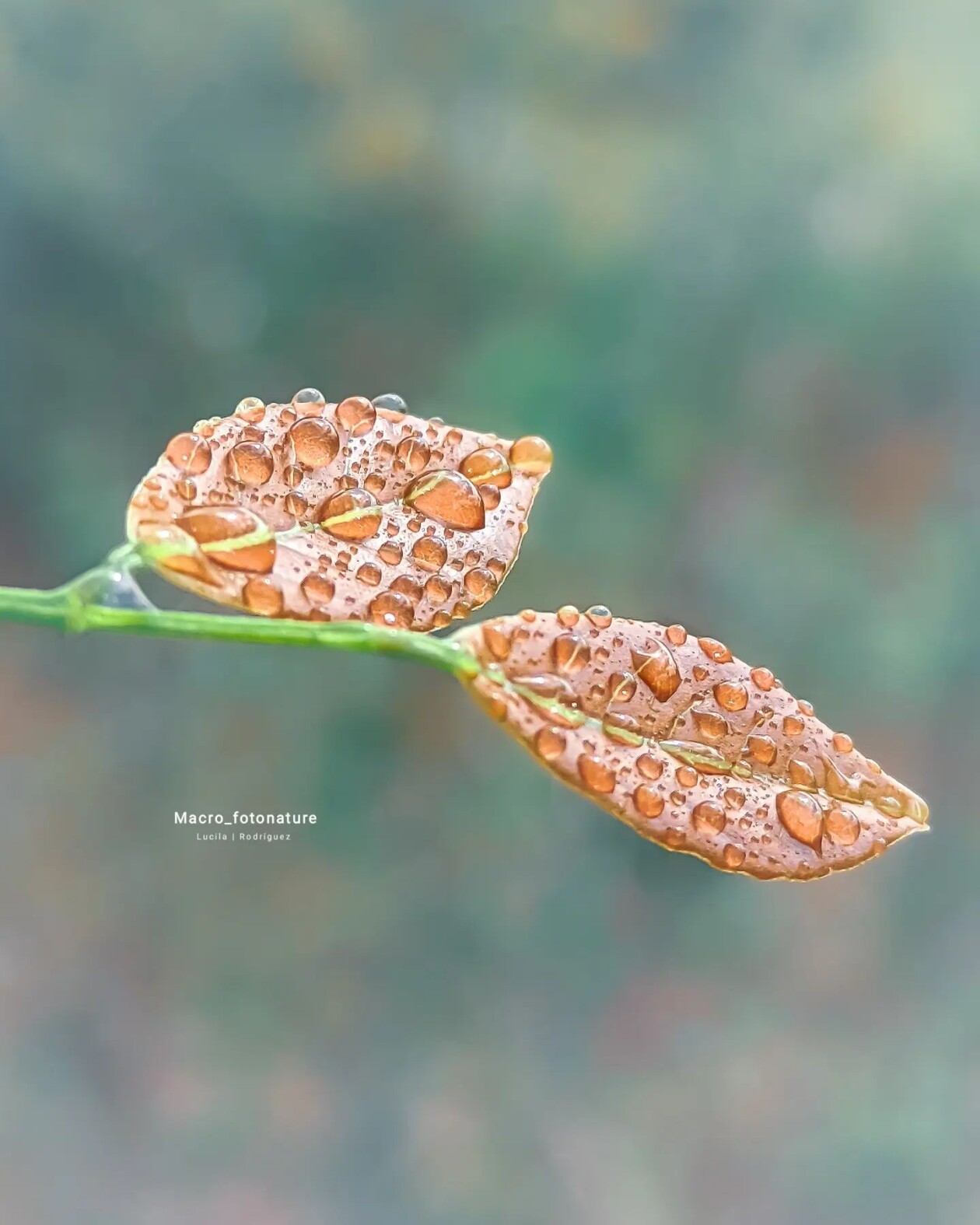 The Macro Magic Of Luci Rodriguez (9)