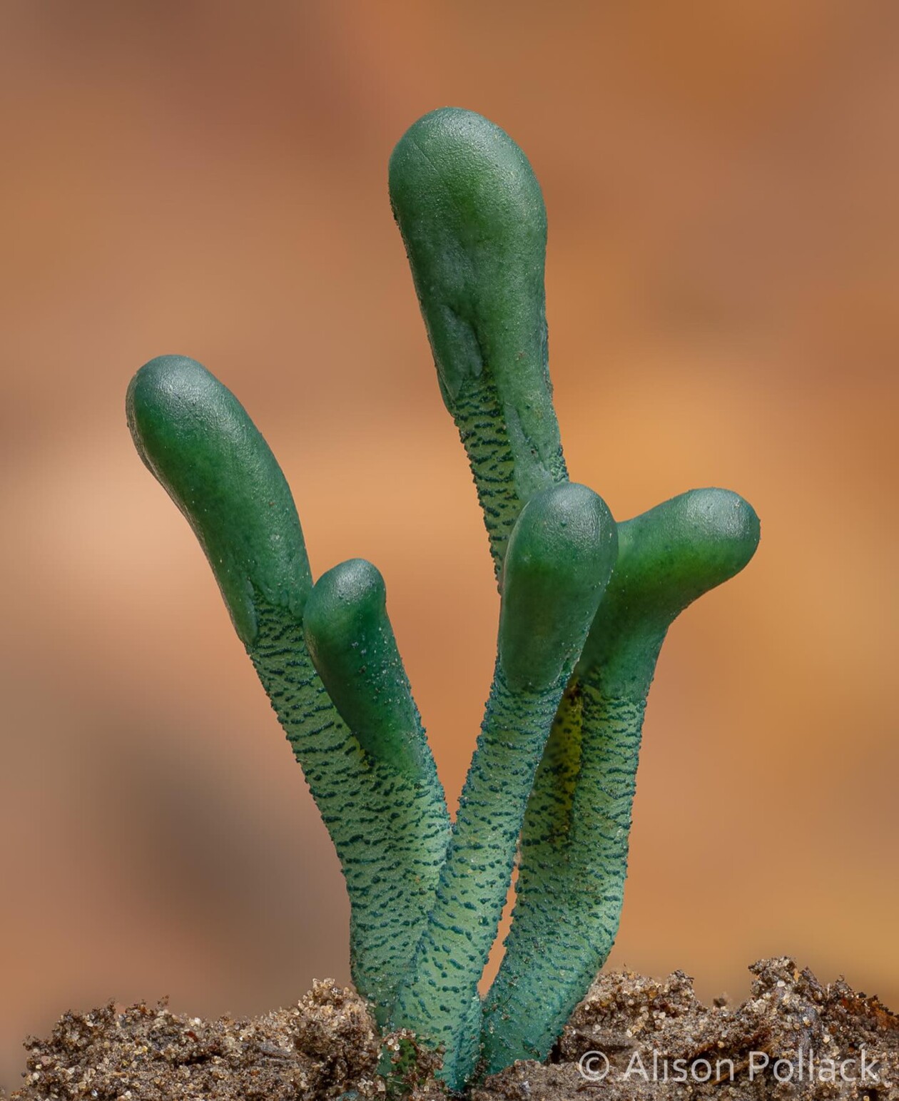The Microscopic Majesty Of Mushrooms And Molds Captured By Alison Pollack (7)