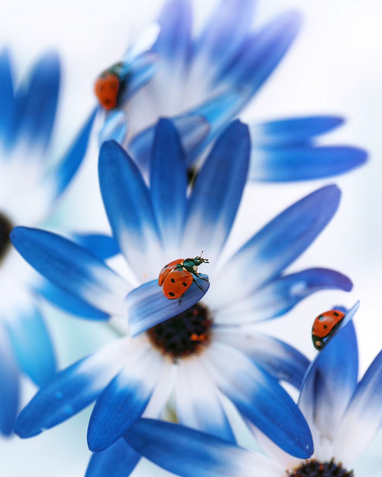 Tiny Titans, The Macro Majesty Of Ladybugs Captured By Makis Bitos (11)