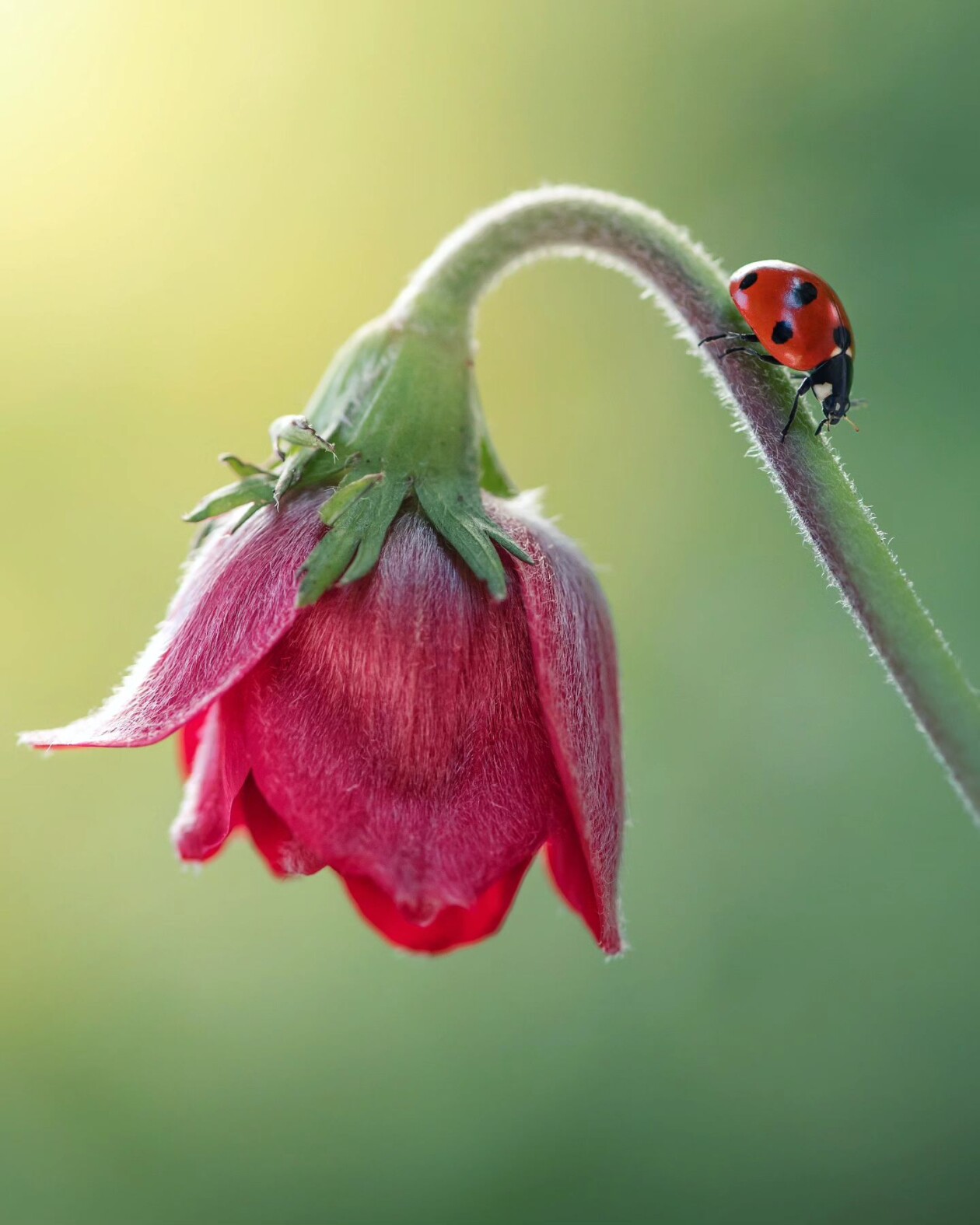 Tiny Titans, The Macro Majesty Of Ladybugs Captured By Makis Bitos (12)