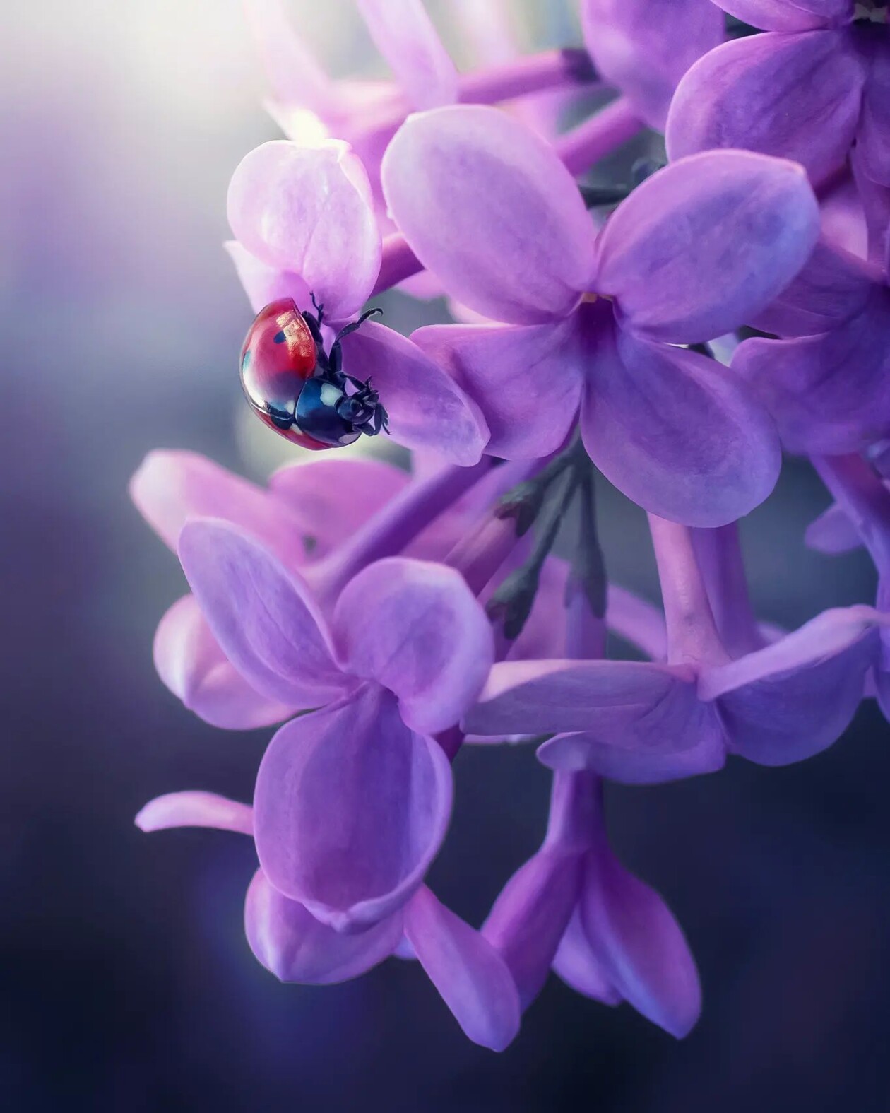 Tiny Titans, The Macro Majesty Of Ladybugs Captured By Makis Bitos (14)