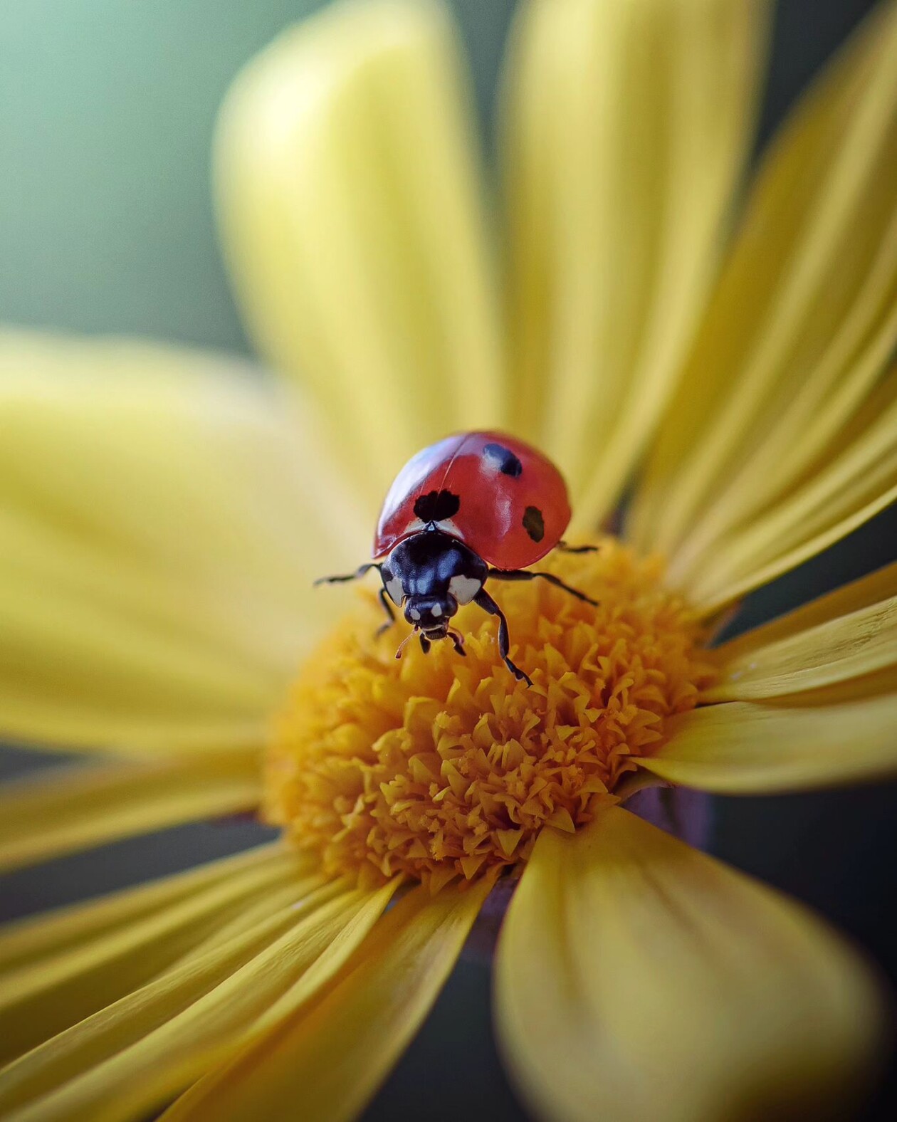 Tiny Titans, The Macro Majesty Of Ladybugs Captured By Makis Bitos (16)