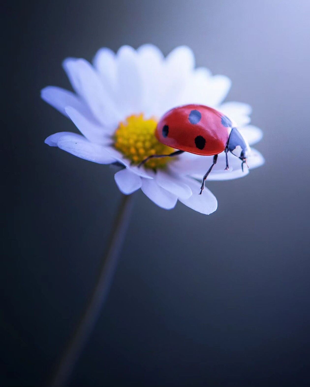 Tiny Titans, The Macro Majesty Of Ladybugs Captured By Makis Bitos (17)