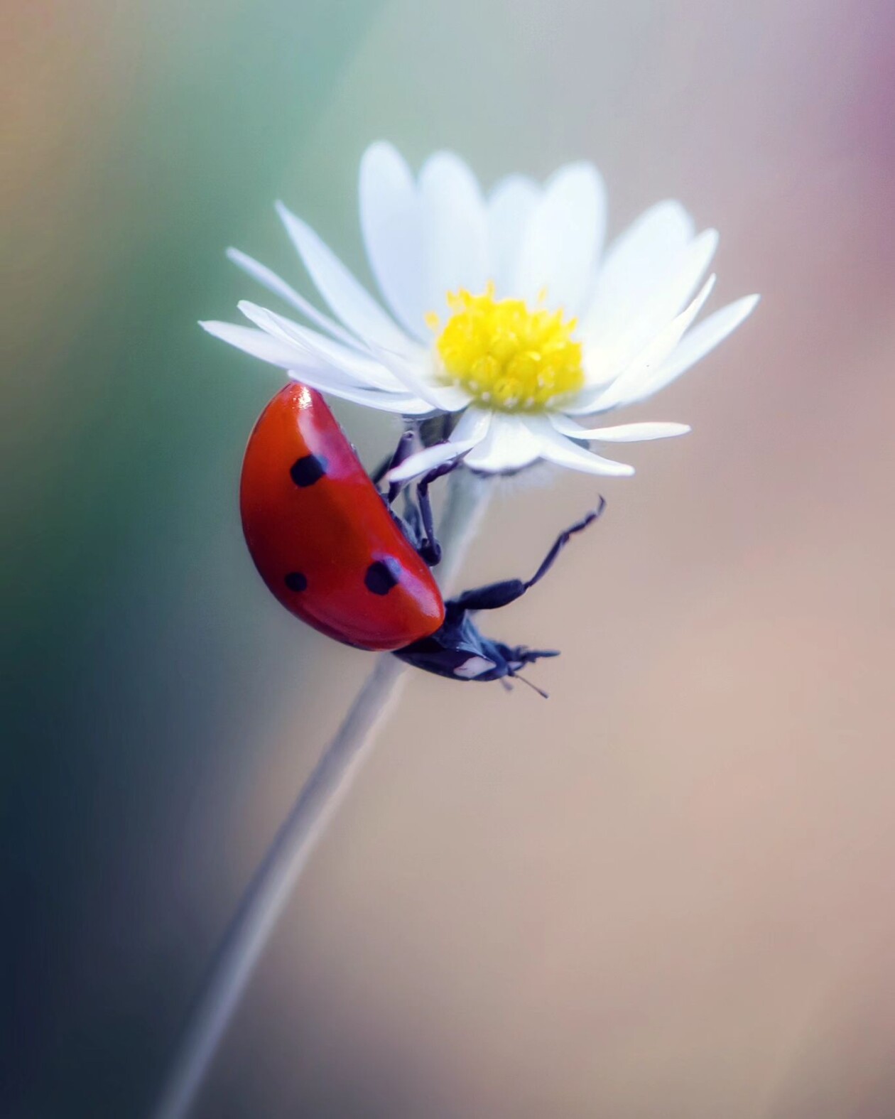 Tiny Titans, The Macro Majesty Of Ladybugs Captured By Makis Bitos (18)