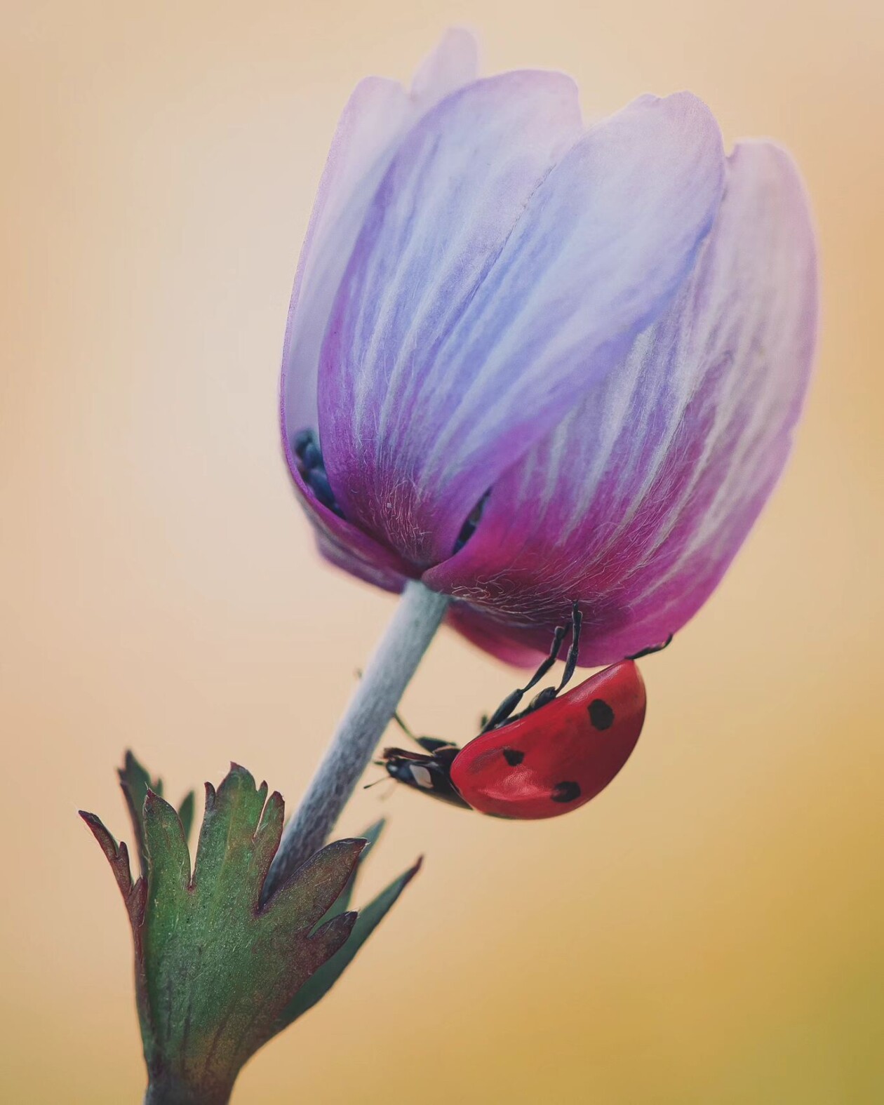 Tiny Titans, The Macro Majesty Of Ladybugs Captured By Makis Bitos (19)