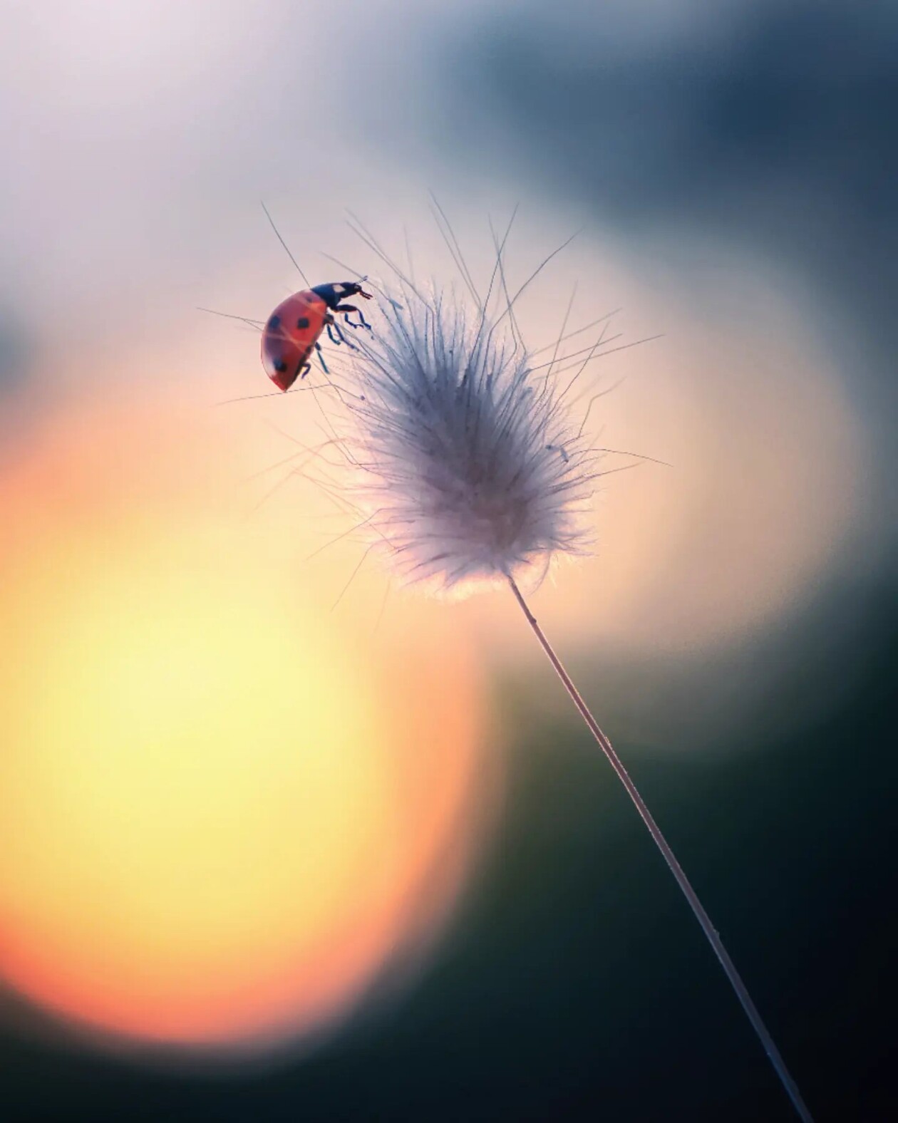 Tiny Titans, The Macro Majesty Of Ladybugs Captured By Makis Bitos (2)