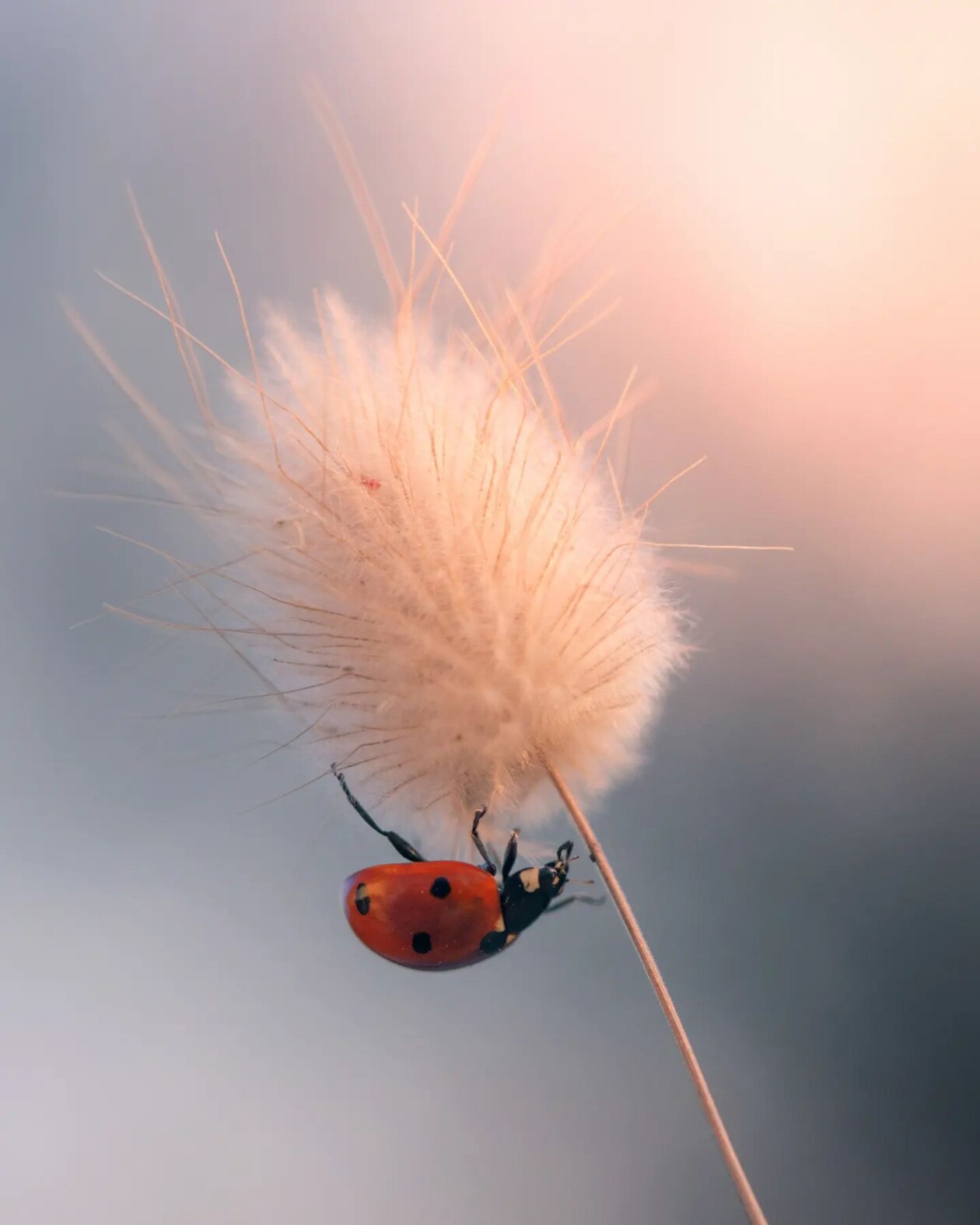 Tiny Titans, The Macro Majesty Of Ladybugs Captured By Makis Bitos (3)