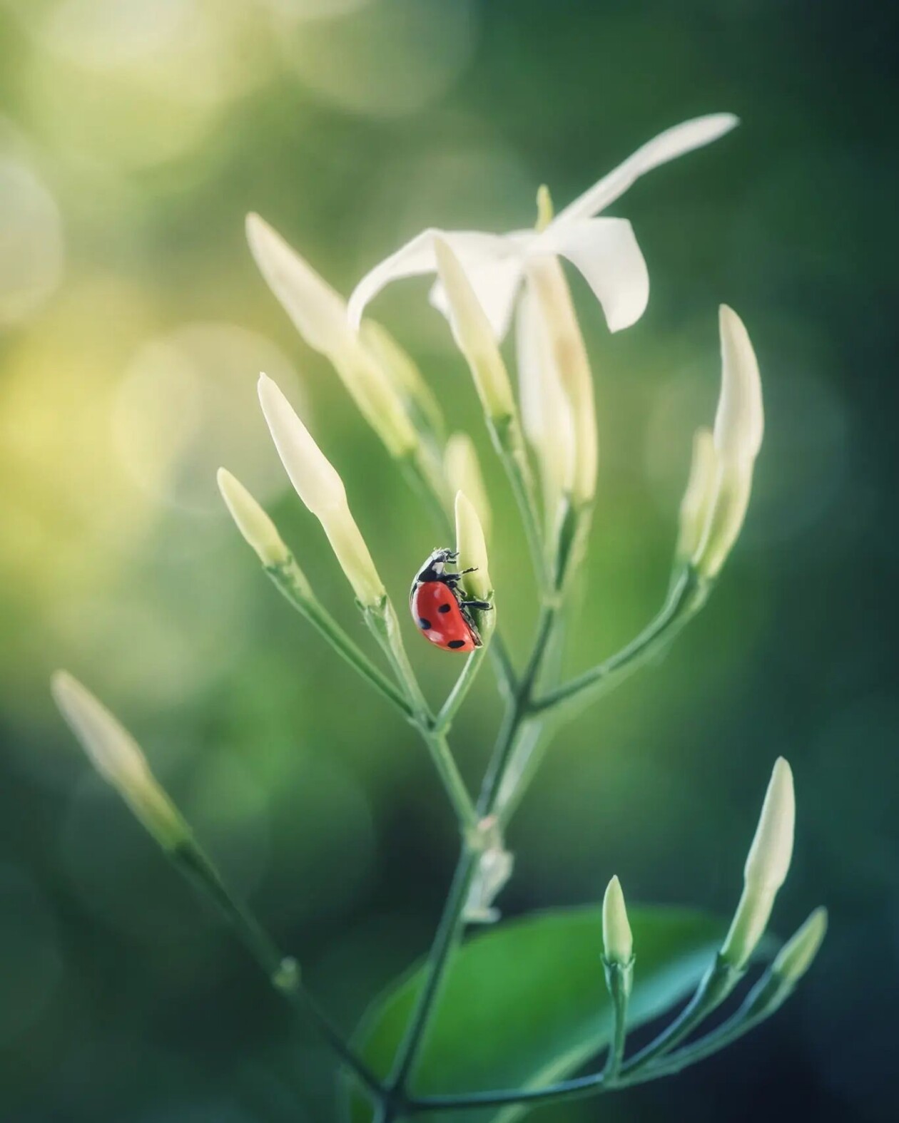 Tiny Titans, The Macro Majesty Of Ladybugs Captured By Makis Bitos (4)