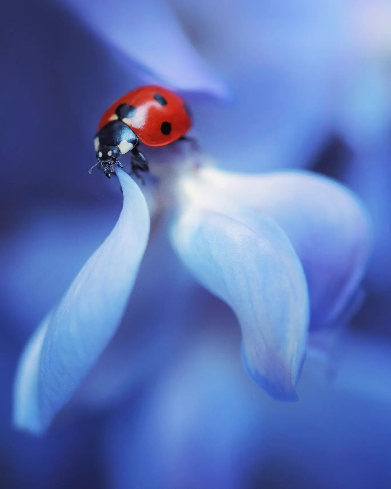 Tiny Titans, The Macro Majesty Of Ladybugs Captured By Makis Bitos (6)