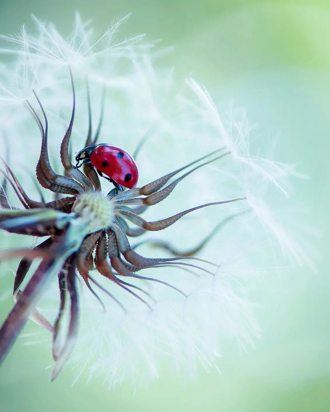 Tiny Titans, The Macro Majesty Of Ladybugs Captured By Makis Bitos (7)