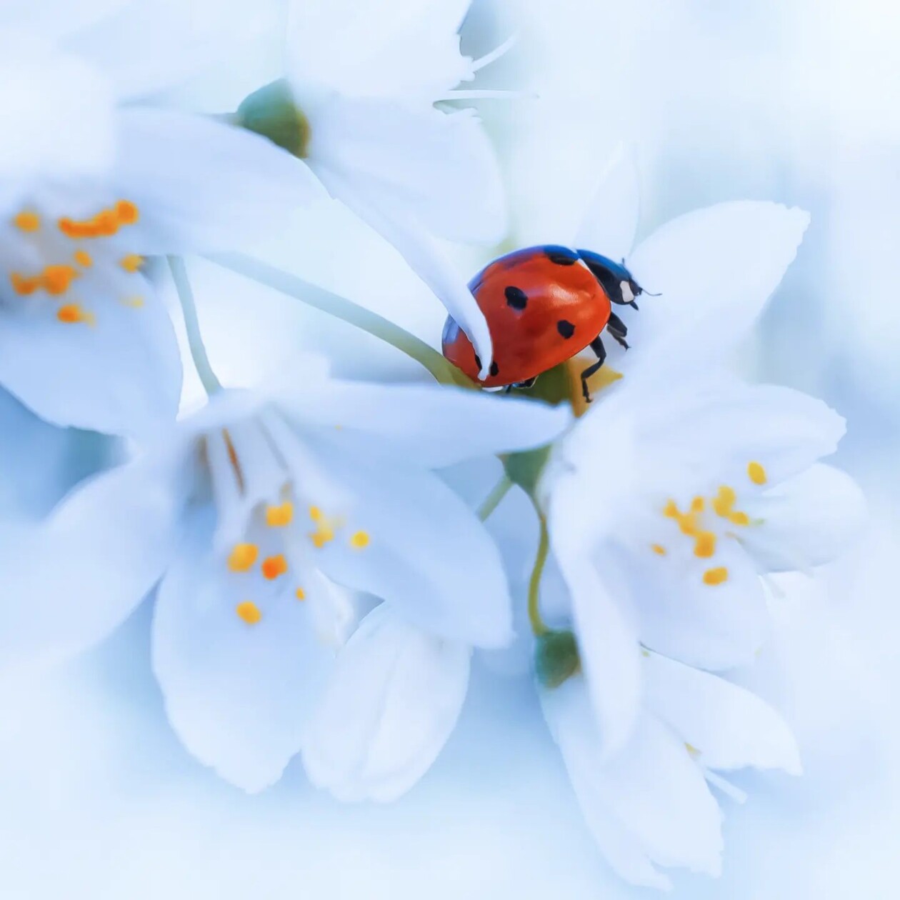 Tiny Titans, The Macro Majesty Of Ladybugs Captured By Makis Bitos (8)