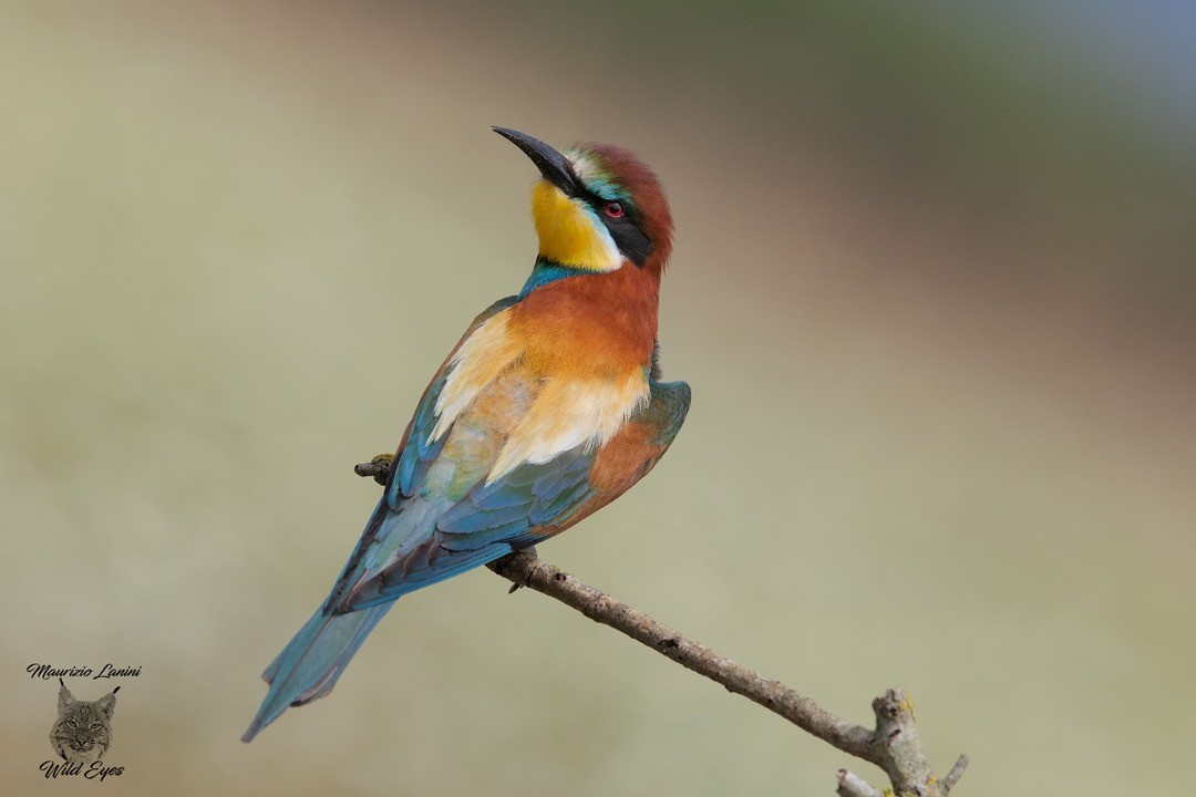 Unveiling The World's Wildlife Wonders With Maurizio Lanini (1)