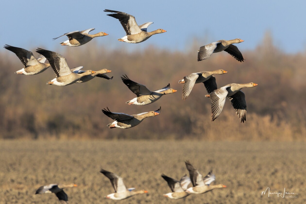 Unveiling The World's Wildlife Wonders With Maurizio Lanini (10)
