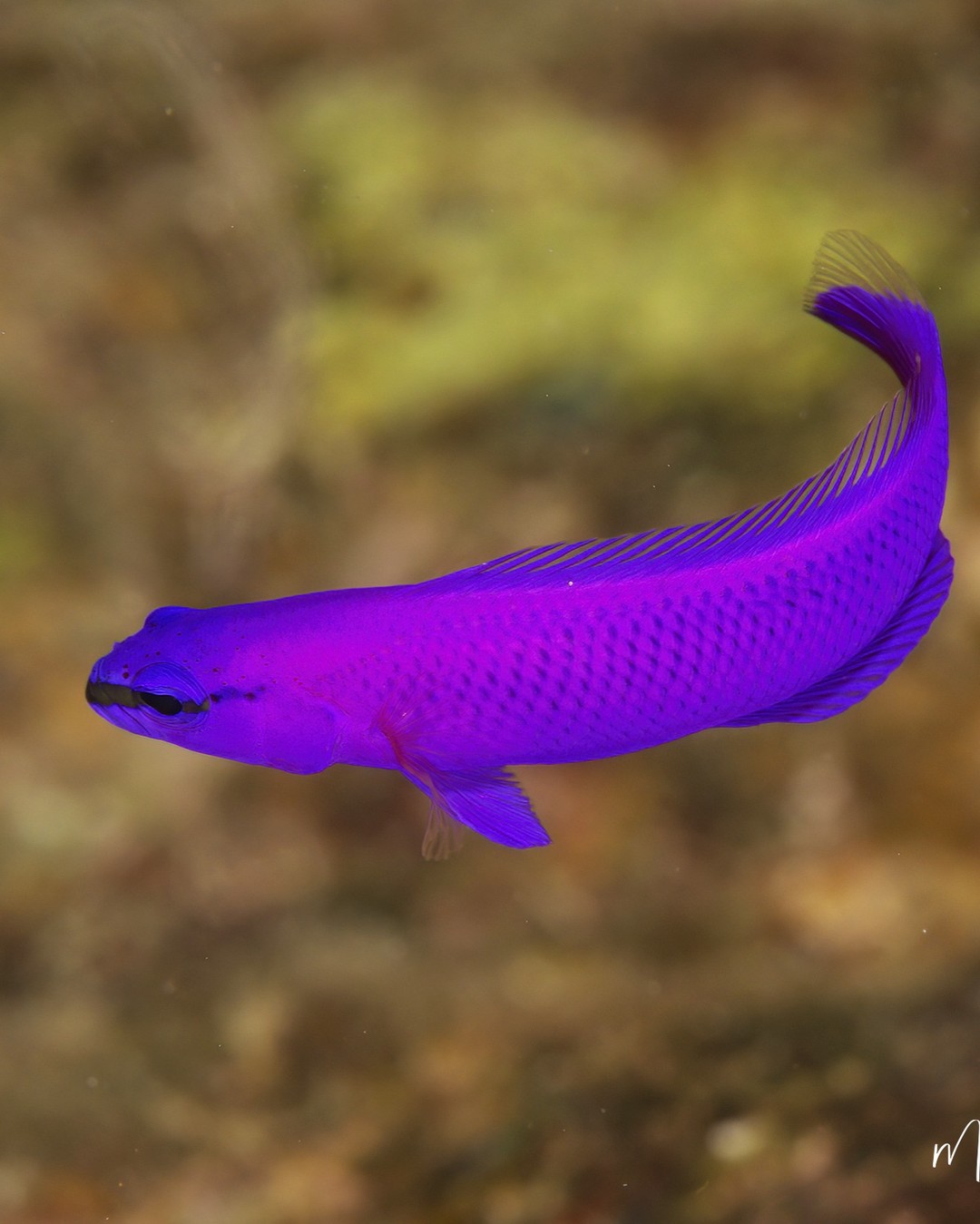 Unveiling The World's Wildlife Wonders With Maurizio Lanini (15)