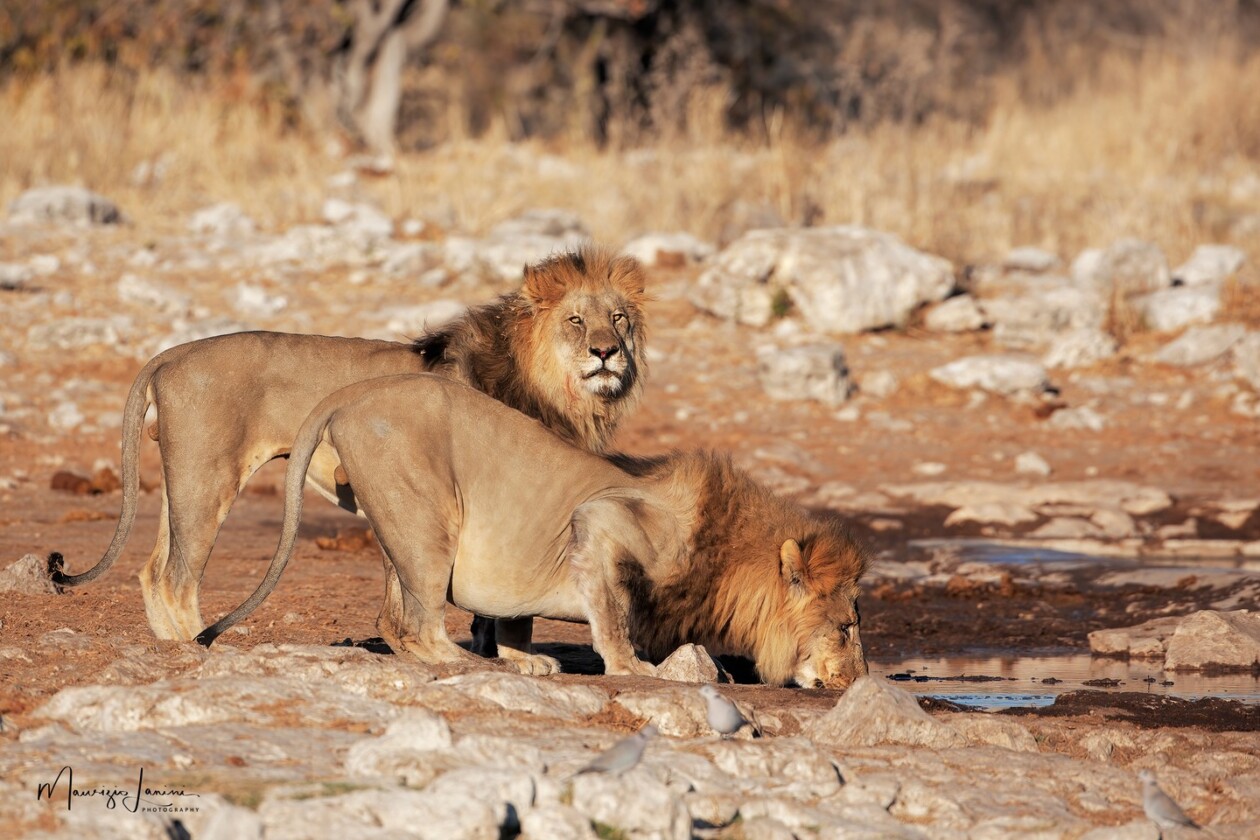 Unveiling The World's Wildlife Wonders With Maurizio Lanini (16)