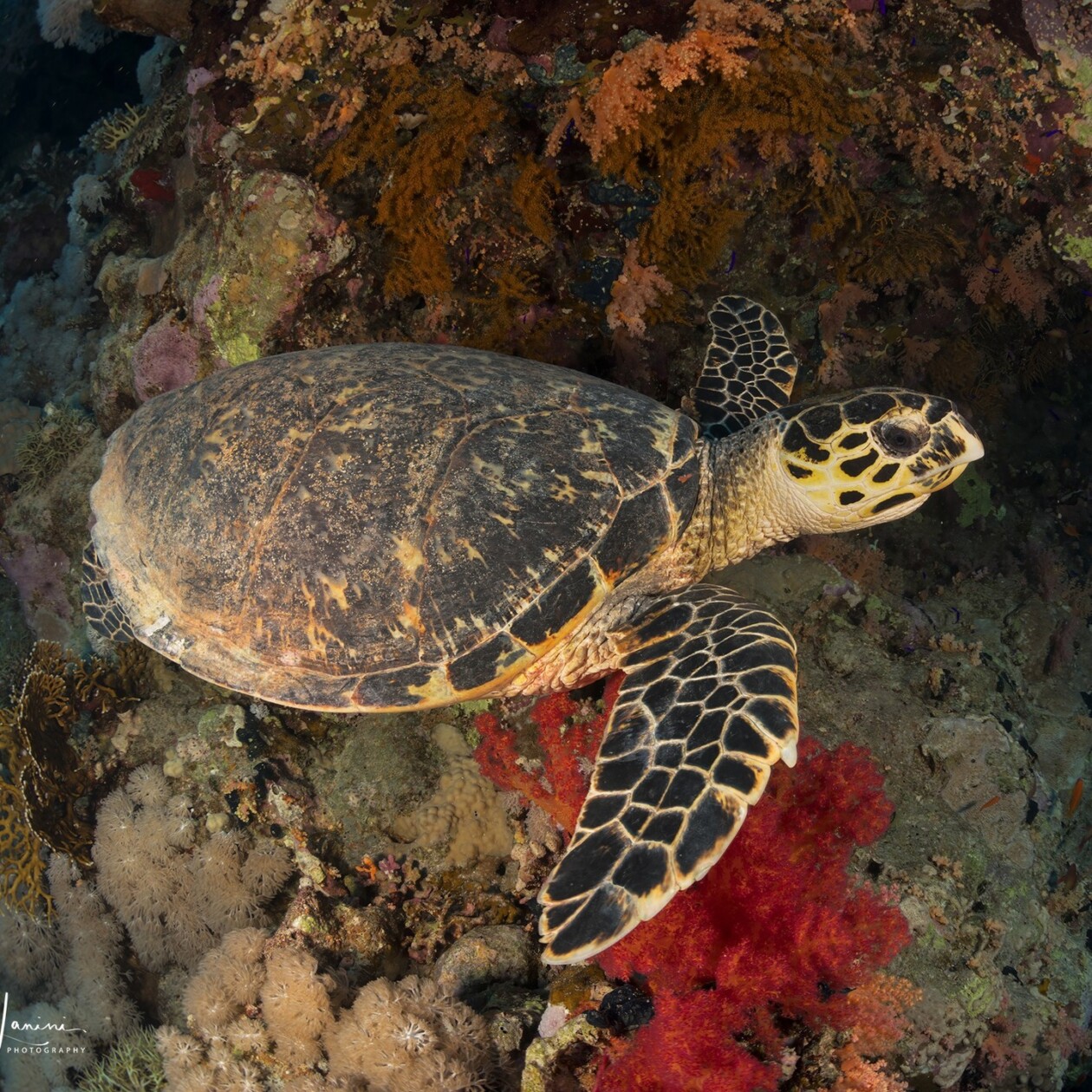Unveiling The World's Wildlife Wonders With Maurizio Lanini (17)