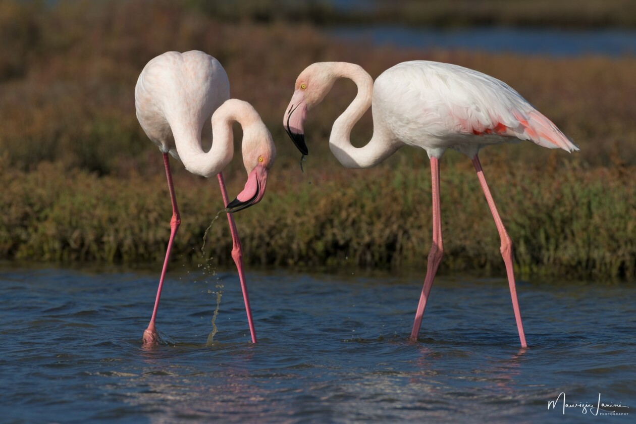 Unveiling The World's Wildlife Wonders With Maurizio Lanini (18)