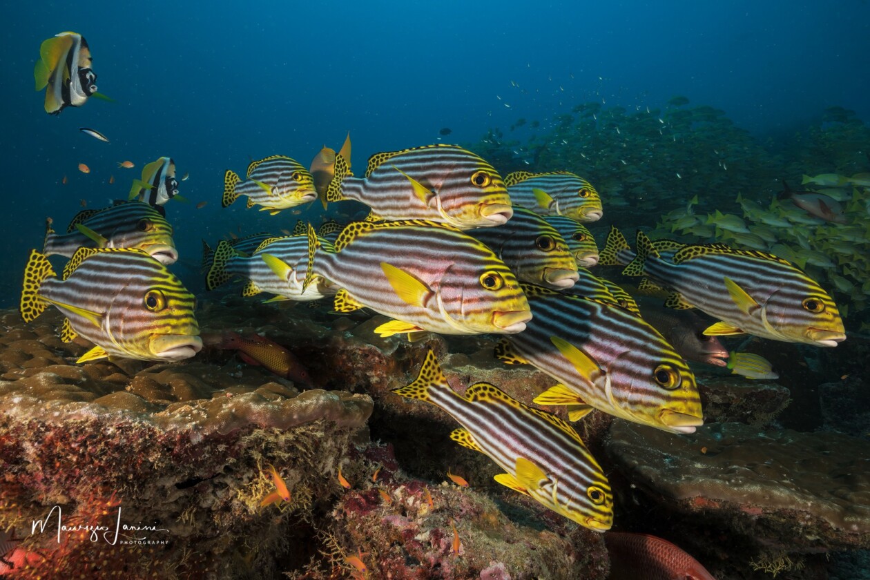 Unveiling The World's Wildlife Wonders With Maurizio Lanini (19)