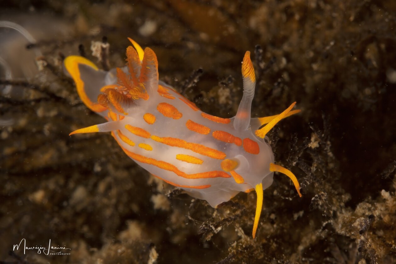 Unveiling The World's Wildlife Wonders With Maurizio Lanini (20)