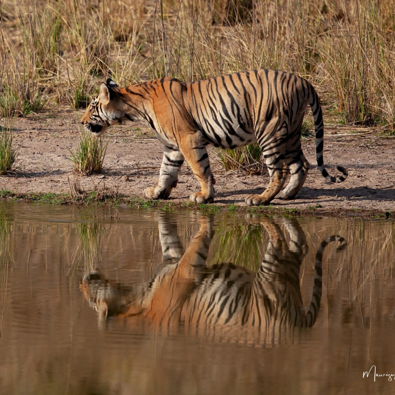 Unveiling The World's Wildlife Wonders With Maurizio Lanini (21)