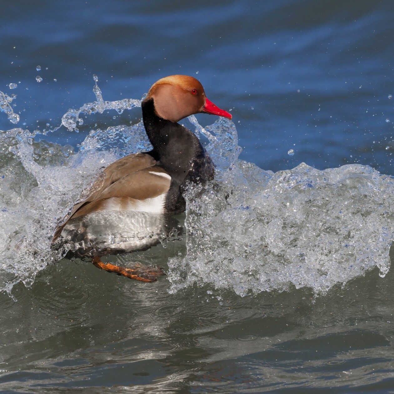 Unveiling The World's Wildlife Wonders With Maurizio Lanini (22)