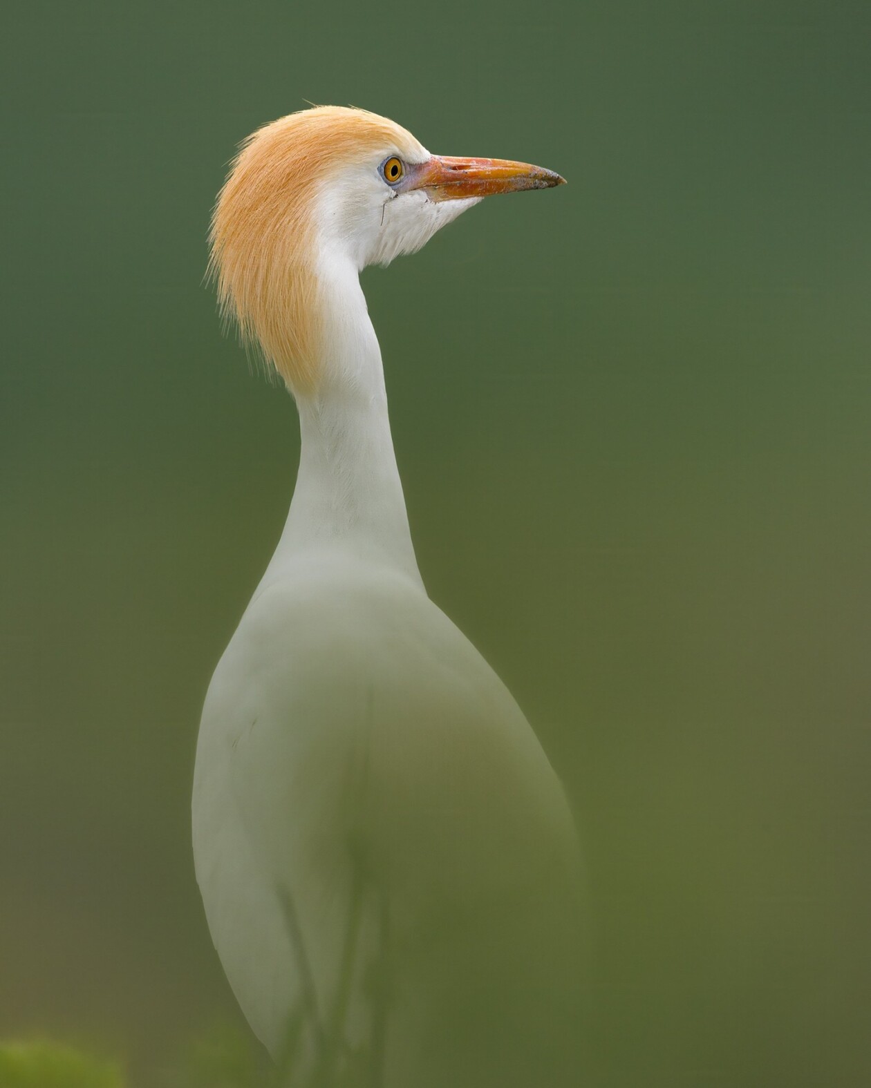 Unveiling The World's Wildlife Wonders With Maurizio Lanini (23)