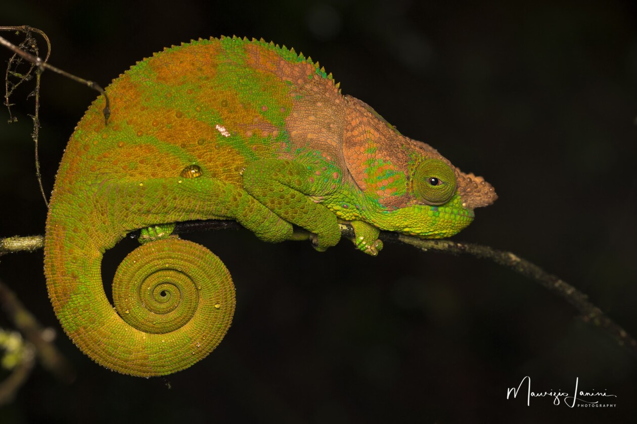 Unveiling The World's Wildlife Wonders With Maurizio Lanini (24)