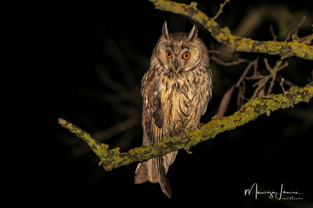 Unveiling The World's Wildlife Wonders With Maurizio Lanini (3)