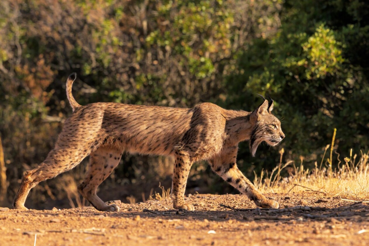 Unveiling The World's Wildlife Wonders With Maurizio Lanini (4)