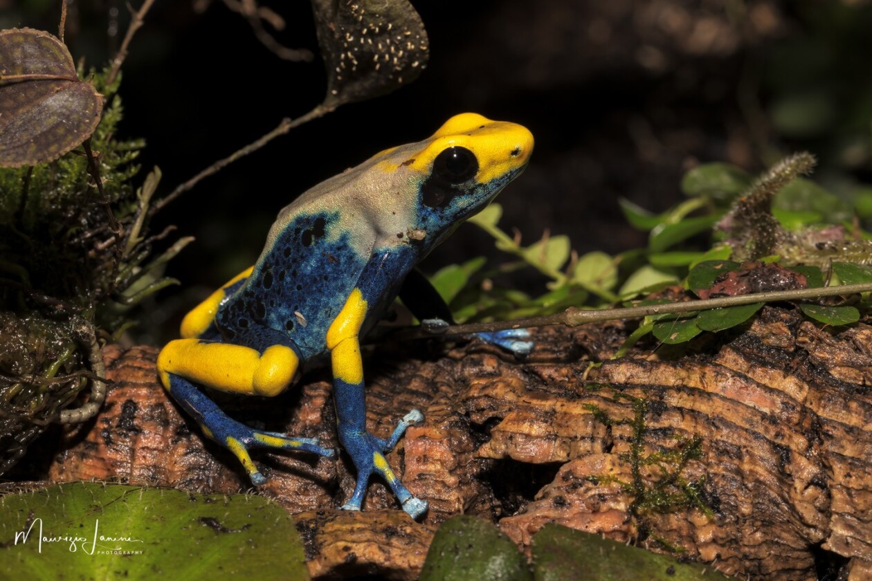 Unveiling The World's Wildlife Wonders With Maurizio Lanini (5)