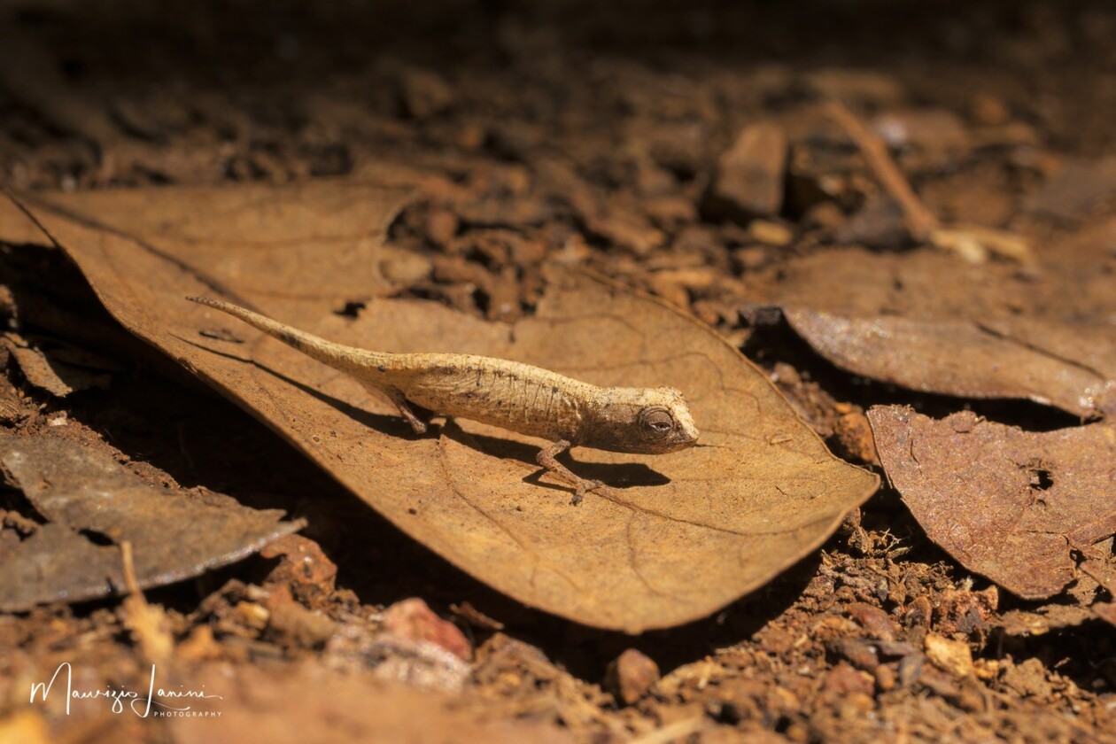 Unveiling The World's Wildlife Wonders With Maurizio Lanini (6)