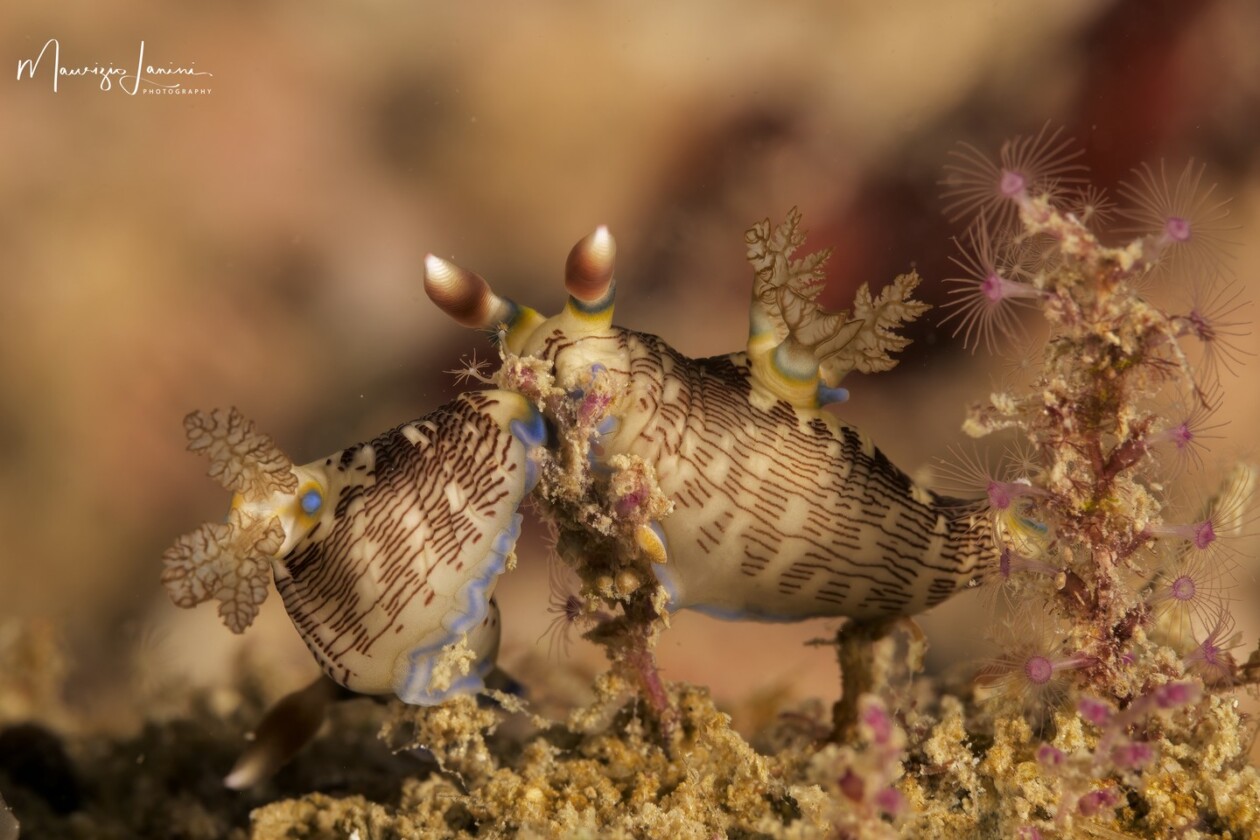 Unveiling The World's Wildlife Wonders With Maurizio Lanini (7)